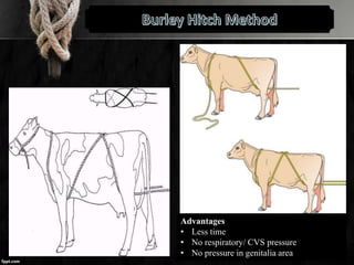 Advantages
• Less time
• No respiratory/ CVS pressure
• No pressure in genitalia area
 