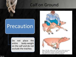 Calf on Ground
Precaution
Do not place the
entire body-weight
on the calf and do not
occlude the trachea.
 