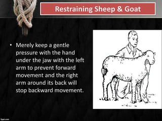 • Merely keep a gentle
pressure with the hand
under the jaw with the left
arm to prevent forward
movement and the right
arm around its back will
stop backward movement.
 