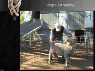 Sheep Restraining
 