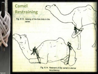 Camel restraining
 