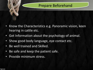 Prepare Beforehand
• Know the Characteristics e.g. Panoramic vision, keen
hearing in cattle etc.
• Get Information about the psychology of animal.
• Show good body language, eye contact etc.
• Be well trained and Skilled.
• Be safe and keep the patient safe.
• Provide minimum stress.
 