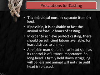 Precautions for Casting
• The individual must be separate from the
herd.
• If possible, it is desirable to fast the
animal before 12 hours of casting.
• In order to achieve perfect casting, there
should be sufficient labour available; for
least distress to animal.
• A reliable man should be at head side, as
its control is of utmost importance. So
long head is firmly held down struggling
will be less and animal will not rise until
head is released.
 