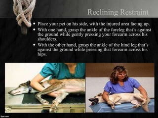 Reclining Restraint
 Place your pet on his side, with the injured area facing up.
 With one hand, grasp the ankle of the foreleg that’s against
the ground while gently pressing your forearm across his
shoulders.
 With the other hand, grasp the ankle of the hind leg that’s
against the ground while pressing that forearm across his
hips.
 
