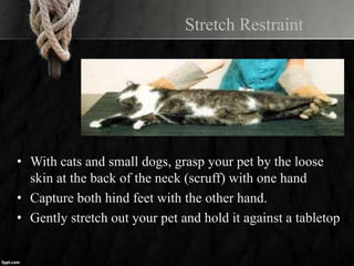 Stretch Restraint
• With cats and small dogs, grasp your pet by the loose
skin at the back of the neck (scruff) with one hand
• Capture both hind feet with the other hand.
• Gently stretch out your pet and hold it against a tabletop
 