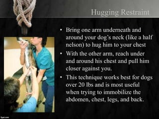 Hugging Restraint
• Bring one arm underneath and
around your dog’s neck (like a half
nelson) to hug him to your chest
• With the other arm, reach under
and around his chest and pull him
closer against you.
• This technique works best for dogs
over 20 lbs and is most useful
when trying to immobilize the
abdomen, chest, legs, and back.
 