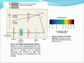 How a UV Spectrophotometer Works.
Similar to a VIS spectrophotometer, the
UV spec shines ultraviolet light or visible
light on a sample, and a detector
measures the amount of light that
passes through, or is absorbed by, the
sample.
Colors of Light in the Visible
Spectrum. Humans can see
light with wavelengths of about
350 to 700 nm.
 