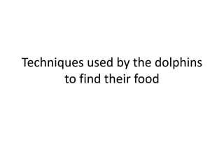Techniques used by the dolphins
to find their food
 