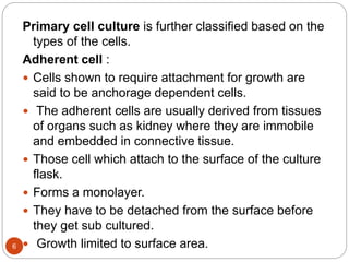 Primary cell culture is further classified based on the
types of the cells.
Adherent cell :
 Cells shown to require attachment for growth are
said to be anchorage dependent cells.
 The adherent cells are usually derived from tissues
of organs such as kidney where they are immobile
and embedded in connective tissue.
 Those cell which attach to the surface of the culture
flask.
 Forms a monolayer.
 They have to be detached from the surface before
they get sub cultured.
 Growth limited to surface area.6
 