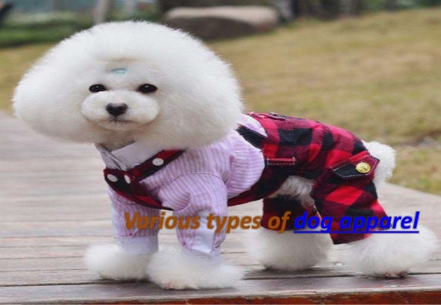 different types of dogs photos