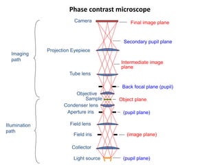 Phase contrast microscope
Sample
Objective
Tube lens
Projection Eyepiece
Camera
Imaging
path
Aperture iris
Field iris
Intermediate image
plane
Object plane
Back focal plane (pupil)
Secondary pupil plane
Final image plane
(pupil plane)
(image plane)
(pupil plane)Light source
Illumination
path
Collector
Condenser lens
Field lens
 