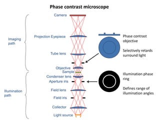 Phase contrast microscope
Sample
Objective
Tube lens
Projection Eyepiece
Camera
Imaging
path
Aperture iris
Field iris
Light source
Illumination
path
Collector
Condenser lens
Field lens
Illumination phase
ring
Defines range of
illumination angles
Phase contrast
objective
Selectively retards
surround light
 
