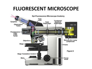 FLUORESCENT MICROSCOPE
 