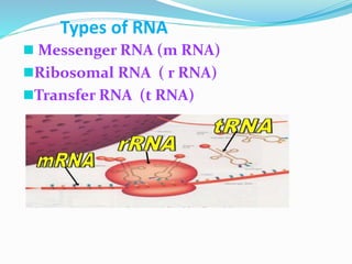 Various types RNA | PPTX