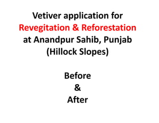 Vetiver application for Revegitation & Reforestation at Anandpur Sahib, Punjab (Hillock Slopes) Before & After 