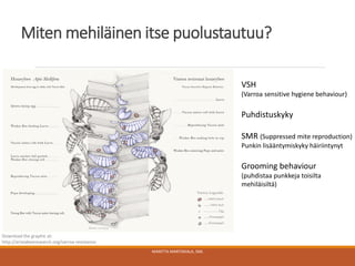 Miten mehiläinen itse puolustautuu?
MARITTA MARTIKKALA, SML
Download the graphic at:
http://aristabeeresearch.org/varroa-resistance
VSH
(Varroa sensitive hygiene behaviour)
Puhdistuskyky
SMR (Suppressed mite reproduction)
Punkin lisääntymiskyky häiriintynyt
Grooming behaviour
(puhdistaa punkkeja toisilta
mehiläisiltä)
 