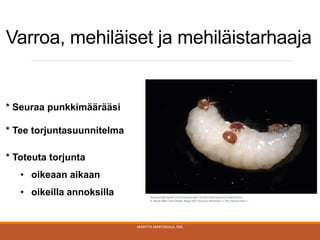 Varroa, mehiläiset ja mehiläistarhaaja
MARITTA MARTIKKALA, SML
teho
* Seuraa punkkimäärääsi
* Tee torjuntasuunnitelma
* Toteuta torjunta
• oikeaan aikaan
• oikeilla annoksilla
 
