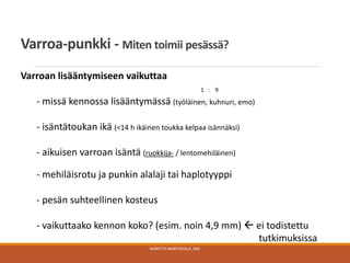 Varroa-punkki - Miten toimii pesässä?
Varroan lisääntymiseen vaikuttaa
1 : 9
- missä kennossa lisääntymässä (työläinen, kuhnuri, emo)
- isäntätoukan ikä (<14 h ikäinen toukka kelpaa isännäksi)
- aikuisen varroan isäntä (ruokkija- / lentomehiläinen)
- mehiläisrotu ja punkin alalaji tai haplotyyppi
- pesän suhteellinen kosteus
- vaikuttaako kennon koko? (esim. noin 4,9 mm)  ei todistettu
tutkimuksissa
MARITTA MARTIKKALA, SML
 
