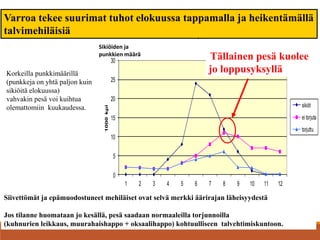 0
5
10
15
20
25
30
1 2 3 4 5 6 7 8 9 10 11 12
1000kpl
kuukaudet
sikiöidenja punkkienmäärä
sikiöt
ei torjuta
torjuttu
Varroa tekee suurimat tuhot elokuussa tappamalla ja heikentämällä
talvimehiläisiä
Tällainen pesä kuolee
jo loppusyksylläKorkeilla punkkimäärillä
(punkkeja on yhtä paljon kuin
sikiöitä elokuussa)
vahvakin pesä voi kuihtua
olemattomiin kuukaudessa.
Siivettömät ja epämuodostuneet mehiläiset ovat selvä merkki äärirajan läheisyydestä
Jos tilanne huomataan jo kesällä, pesä saadaan normaaleilla torjunnoilla
(kuhnurien leikkaus, muurahaishappo + oksaalihappo) kohtuulliseen talvehtimiskuntoon.
Sikiöiden ja
punkkien määrä
 