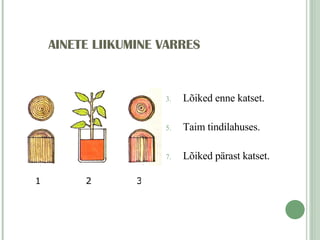 AINETE LIIKUMINE VARRES Lõiked enne katset. Taim tindilahuses. Lõiked pärast katset. 1 2 3 