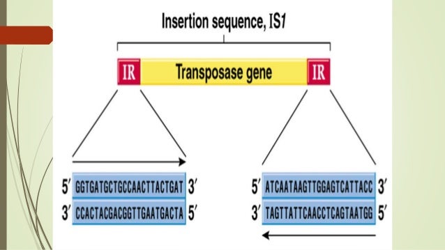 transposable elements transposable elements
