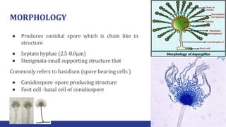 MORPHOLOGY
● Produces conidial spore which is chain like in
structure
● Septate hyphae (2.5-8.0μm)
● Sterigmata-small supporting structure that
Commonly refers to basidium (spore bearing cells )
● Conidiospore -spore producing structure
● Foot cell -basal cell of conidiospore
 