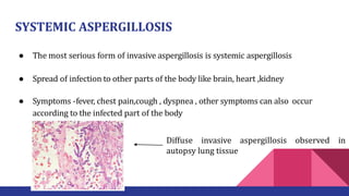 SYSTEMIC ASPERGILLOSIS
● The most serious form of invasive aspergillosis is systemic aspergillosis
● Spread of infection to other parts of the body like brain, heart ,kidney
● Symptoms -fever, chest pain,cough , dyspnea , other symptoms can also occur
according to the infected part of the body
Diffuse invasive aspergillosis observed in
autopsy lung tissue
 