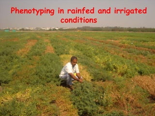 Phenotyping in rainfed and irrigated
conditions
 