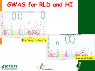 Root length density
Harvest index
GWAS for RLD and HI
 