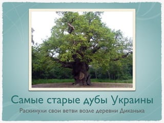 Самые старые дубы Украины
Раскинули свои ветви возле деревни Диканька
 