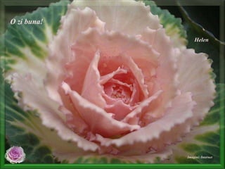 O zi buna! Helen Imagini: Internet 