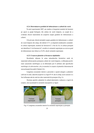 4.2.4. Determinarea gradului de îmburuienare a culturii de varză
            În anul experimental 2007, am studiat şi înregistrat numărul de buruieni
pe specii şi grupă biologică, din cultura de varză timpurie, cu scopul de a
evidenŃia efectul materialului de acoperire asupra gradului de îmburuienare a
culturii.
            Cât priveşte efectul protejării asupra gradului de îmburuienare a culturii
de varză timpurie din câmp, din tabelul 4.73. se desprind următoarele constatări:
în cultura neprotejată, numărul de buruieni/m2 a fost de 26, în cultura protejată
am identificat 21 de buruieni/m2; rezultă că variantele neprotejate au avut un grad
de îmburuienare mai ridicat cu 23,8%, decât variantele neprotejate.

            4.2.5. Creşterea plantelor şi formarea căpăŃânilor
            Rezultatele obŃinute în urma măsurătorilor biometrice arată că,
materialul utilizat pentru protejarea culturii de varză timpurie, a influenŃat pozitiv
toate caracterele morfologice şi că diferenŃele pot fi atribuite atât specificului
morfologic al cultivarurilor, cât şi avansului în creştere al plantelor determinat de
microclimatul favorabil (Tabelul 10.).
            Lungimea coceanului interior a prezentat o uşoară alungire a plantelor
cultivate în solar, datorită acoperirii cu Agryl P-19, dar în câmp, acest caracter n-a
fost influenŃat atât de mult de către materialul de protejare (Fig. 4.).
            Desimea sporită a plantelor în cultură determină o reducere a vigorii de
creştere, mai accentuată în variantele neacoperite cu Agryl.




              Varianta                                   Varianta
             neprotejată                                 protejată


     Fig. 4. Lungimea coceanului interior la variantele neprotejate şi protejate
                                           35
 