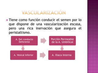 VascularizaciónTiene como función conducir el semen por lo que dispone de una vascularización escasa, pero una rica inervación que asegura el peristaltismo.
