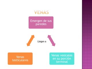 venasLlegan a 