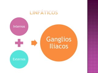 LINFÁTICOS