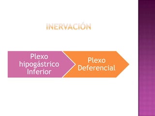 inervación