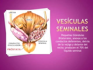 VESÍCULAS SEMINALESPequeñas Glándulas Bilaterales, anexas a los conductos deferentes, detrás de la vejiga y delante del recto; producen el 70% del líquido seminal