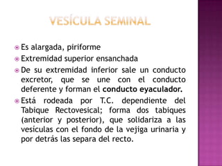 VESÍCULA SEMINALEs alargada, piriformeExtremidad superior ensanchadaDe su extremidad inferior sale un conducto excretor, que se une con el conducto deferente y forman el conducto eyaculador.Está rodeada por T.C. dependiente del Tabique Rectovesical; forma dos tabiques (anterior y posterior), que solidariza a las vesículas con el fondo de la vejiga urinaria y por detrás las separa del recto.