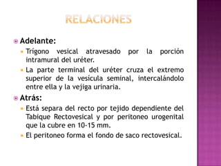 relacionesAdelante:Trígono vesical atravesado por la porción intramural del uréter.La parte terminal del uréter cruza el extremo superior de la vesícula seminal, intercalándolo entre ella y la vejiga urinaria.Atrás:Está separa del recto por tejido dependiente del Tabique Rectovesical y por peritoneo urogenital que la cubre en 10-15 mm.El peritoneo forma el fondo de saco rectovesical.