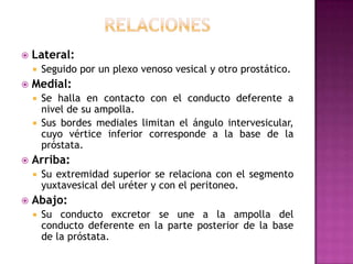relacionesLateral:Seguido por un plexo venoso vesical y otro prostático.Medial:Se halla en contacto con el conducto deferente a nivel de su ampolla.Sus bordes mediales limitan el ángulo intervesicular, cuyo vértice inferior corresponde a la base de la próstata.Arriba:Su extremidad superior se relaciona con el segmento yuxtavesical del uréter y con el peritoneo.Abajo:Su conducto excretor se une a la ampolla del conducto deferente en la parte posterior de la base de la próstata.