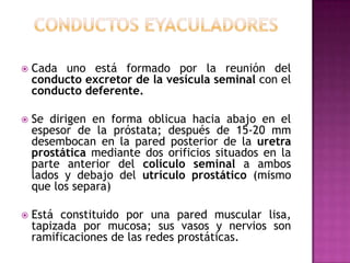 CONDUCTOS EYACULADORESCada uno está formado por la reunión del conducto excretor de la vesícula seminal con el conducto deferente.Se dirigen en forma oblicua hacia abajo en el espesor de la próstata; después de 15-20 mm desembocan en la pared posterior de la uretra prostática mediante dos orificios situados en la parte anterior del colículo seminal a ambos lados y debajo del utrículo prostático (mismo que los separa) Está constituido por una pared muscular lisa, tapizada por mucosa; sus vasos y nervios son ramificaciones de las redes prostáticas.