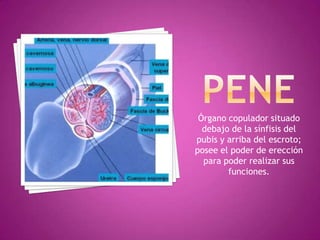 peneÓrgano copulador situado debajo de la sínfisis del pubis y arriba del escroto; posee el poder de erección para poder realizar sus funciones.
