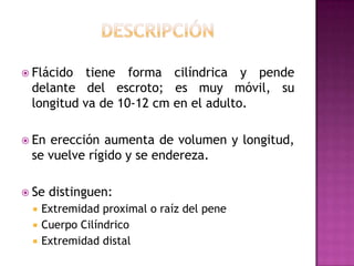 DescripciónFlácido tiene forma cilíndrica y pende delante del escroto; es muy móvil, su longitud va de 10-12 cm en el adulto.En erección aumenta de volumen y longitud, se vuelve rígido y se endereza.Se distinguen: Extremidad proximal o raíz del peneCuerpo CilíndricoExtremidad distal