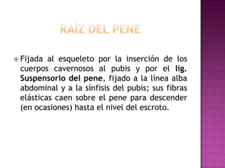 Raíz del peneFijada al esqueleto por la inserción de los cuerpos cavernosos al pubis y por el lig. Suspensorio del pene, fijado a la línea alba abdominal y a la sínfisis del pubis; sus fibras elásticas caen sobre el pene para descender (en ocasiones) hasta el nivel del escroto.