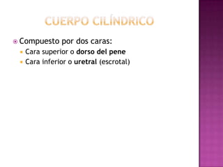 Cuerpo cilíndricoCompuesto por dos caras:Cara superior o dorso del peneCara inferior o uretral (escrotal)