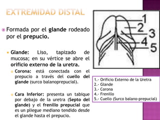 Extremidad distalFormada por el glande rodeado por el prepucio.Glande: Liso, tapizado de mucosa; en su vértice se abre el orificio externo de la uretra.Corona: está conectada con el prepucio a través del cuello del glande (surco balanoprepucial).Cara Inferior: presenta un tabique por debajo de la uretra (Septo del glande) y el frenillo prepucial que es un pliegue mediano tendido desde el glande hasta el prepucio.1.- Orificio Externo de la Uretra2.- Glande3.- Corona4.- Frenillo5.- Cuello (Surco balano-prepucial)