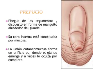prepucioPliegue de los tegumentos , dispuesto en forma de manguito alrededor del glande.Su cara interna está constituida por mucosa.La unión cutaneomucosa forma un orificio por donde el glande emerge y a veces lo oculta por completo.