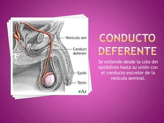 CONDUCTO DEFERENTESe extiende desde la cola del epidídimo hasta su unión con el conducto excretor de la vesícula seminal.