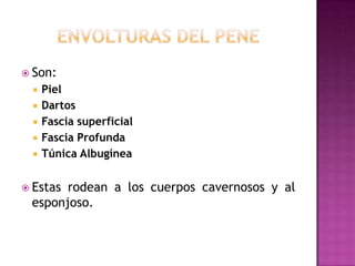 Envolturas del peneSon:PielDartosFascia superficialFascia ProfundaTúnica AlbugíneaEstas rodean a los cuerpos cavernosos y al esponjoso.