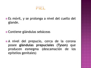 pielEs móvil, y se prolonga a nivel del cuello del glande.Contiene glándulas sebáceasA nivel del prepucio, cerca de la corona posee glándulas prepuciales (Tyson) que producen esmegma (descamación de los epitelios genitales)